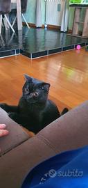 British ShortHair femmina