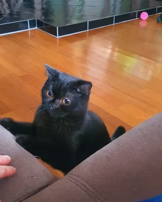 British ShortHair femmina