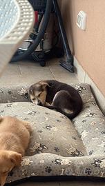 Cucciolo di cane