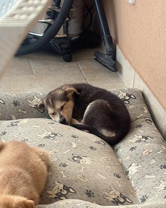 Cucciolo di cane