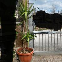 Palma alta circa 2 m