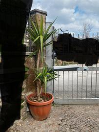 Palma alta circa 2 m