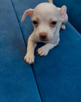 Cucciola toy
