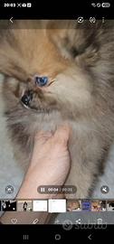 Spitz tedesco nano ovvero volpino di Pomerania