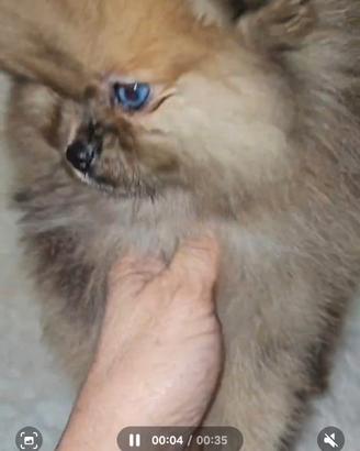 Spitz tedesco nano ovvero volpino di Pomerania