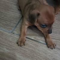 Cucciolo di pinscher toy