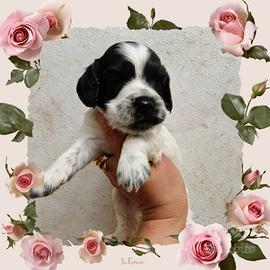Cocker inglese