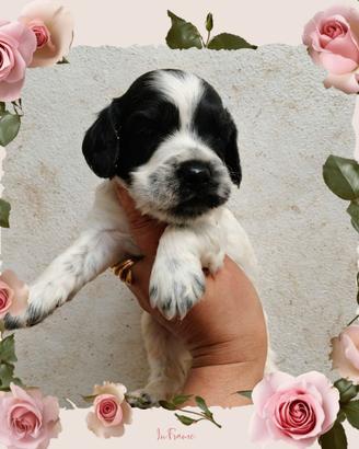 Cocker inglese