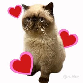 Disponibili gatti persiani ed esotici