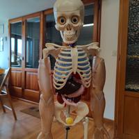 Il corpo umano - collezione completa 