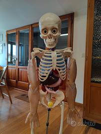 Il corpo umano - collezione completa 