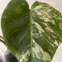 Monstera Albo variegata