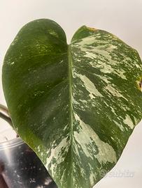 Monstera Albo variegata