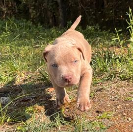 AMERICAN PITBULL TERRIER UKC 
