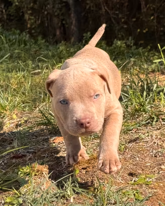 AMERICAN PITBULL TERRIER UKC 