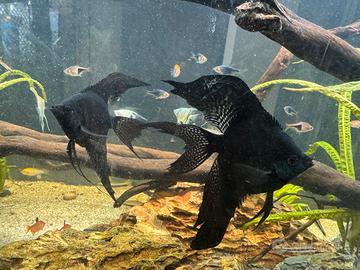 Pesce scalare coppia