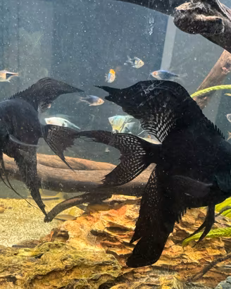 Pesce scalare coppia