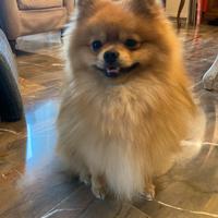 Spitz di Pomerania per monta