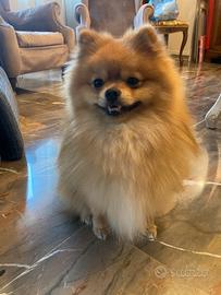 Spitz di Pomerania per monta