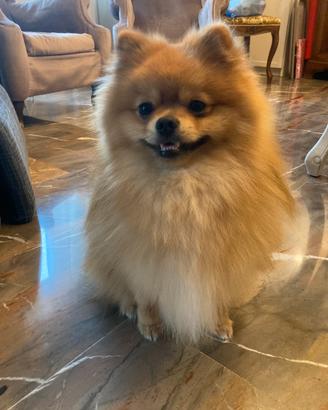 Spitz di Pomerania per monta