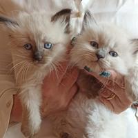 Allevamento siberiano