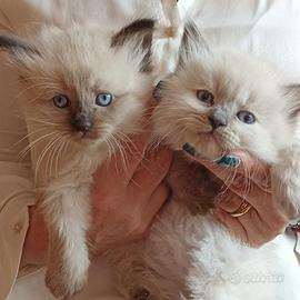 Allevamento siberiano