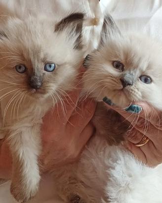 Allevamento siberiano