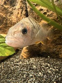 Pesce persico