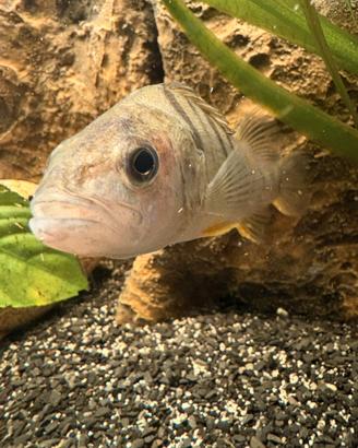 Pesce persico