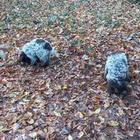 Cucciolo lagotto romagnolo