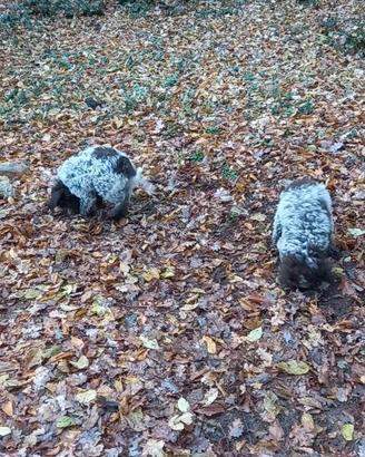 Cucciolo lagotto romagnolo