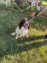 Springer Spaniel di 13 mesi maschio