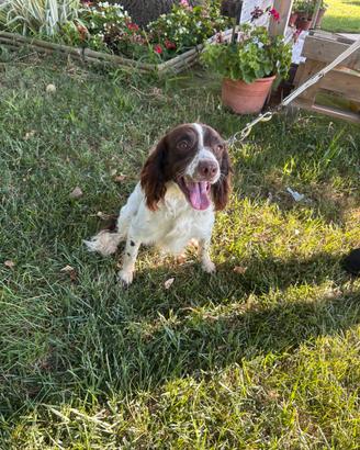 Springer Spaniel di 13 mesi maschio