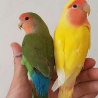 Inseparabili allevati a mano