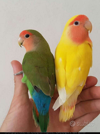 Inseparabili allevati a mano