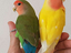 Immagine 1