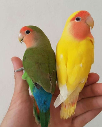 Inseparabili allevati a mano