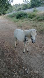 Pony femmina farabella