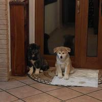 Cuccioli Akita inu giapponese