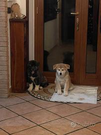 Cuccioli Akita inu giapponese