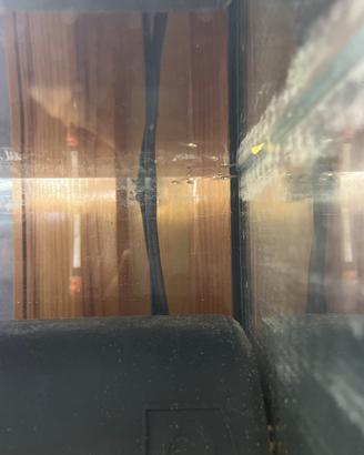 Avannotti di Guppy
