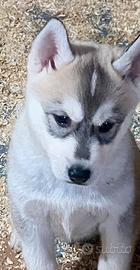Cuccioli Husky