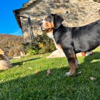 Cucciolo grande bovaro svizzero