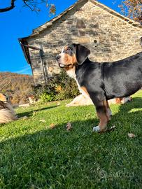 Cucciolo grande bovaro svizzero