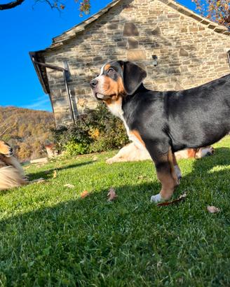 Cucciolo grande bovaro svizzero