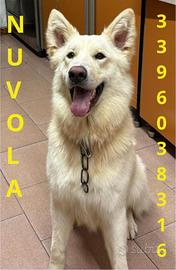 Nuvola aspetta solo una casa e tanto amore