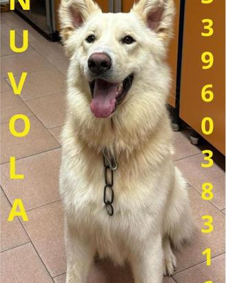 Nuvola aspetta solo una casa e tanto amore