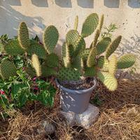 Pala fico d'India o pianta intera con vaso