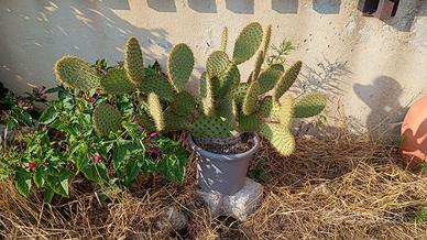 Pala fico d'India o pianta intera con vaso