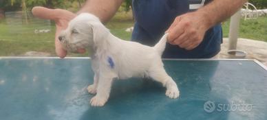 cuccioli di schnauzer nani bianchi